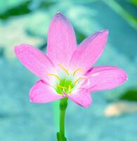 fermer rose fleur avec flou fond, zéphyranthes grandiflora photo