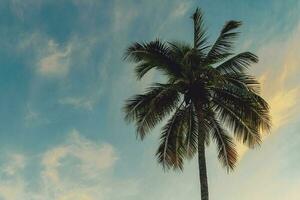 noix de coco paume arbre à tropical côte dans île plage avec ancien Ton. photo