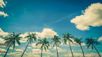 noix de coco paume arbre sur bleu ciel Contexte avec ancien tonique. photo