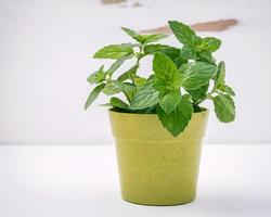 Menthe fraîche en pot sur fond de bois minable blanc photo