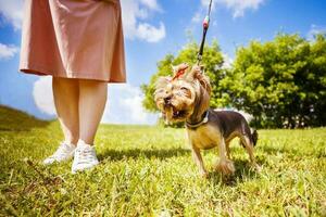 une fille est en marchant avec une chien dans le parc. Yorkshire terrier photo