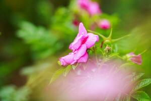 fleur fermer. fleur sur une vert Contexte photo