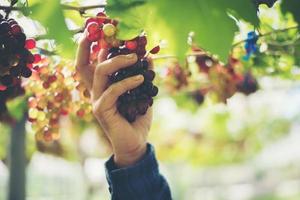 Jeune femme récolte des raisins dans le vignoble pendant la saison des récoltes