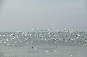 troupeau de mouettes en volant au dessus le mer photo