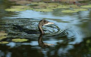 peu cormoran nager dans Naturel étang avec réflexion. photo