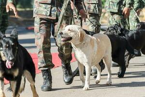 dresser des chiens de guerre photo