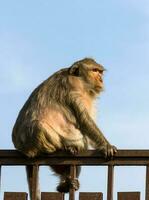 singe dans la cage photo