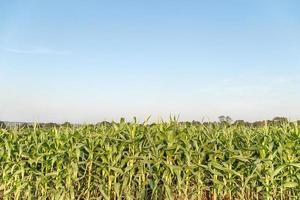 plantation de champs de maïs de maïs vert photo