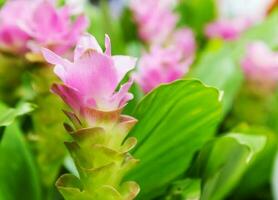 Fleur de tulipe siam ou curcuma alismatifolia photo