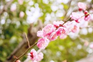 fermer magnifique et rose prune fleur épanouissement sur arbre brunch et hiver saison avec floue Contexte. photo