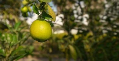 encore vert pamplemousse des fruits pendaison de le arbre dans fermer contre Contexte de défocalisé feuilles sur une ensoleillé journée photo