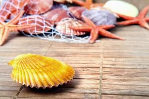 coquillage et étoile de mer photo