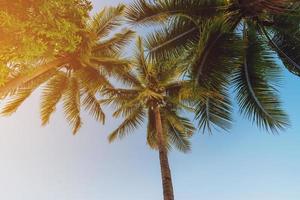 noix de coco paume arbre à tropical côte dans île plage avec ancien Ton. photo