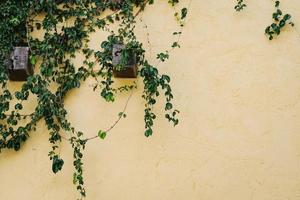 ciment Jaune mur et plante couverture Contexte photo