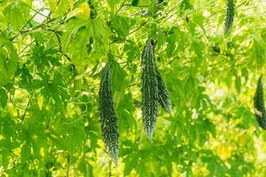 amer gourde pendaison sur une vigne dans champ jardin photo