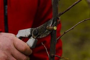 une jardinier pruneaux fruit des arbres avec une sécateur. fermer. photo