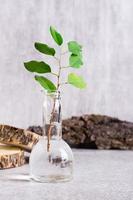 branche avec feuilles dans une bouteille de l'eau et Naturel matériaux. soins pour écologie. verticale vue