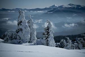 Montagne à feuilles persistantes forêt après lourd chute de neige paysage photo