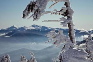proche en haut neige plafonné épicéa arbre après hiver orage concept photo