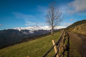 en bois clôtures sur raide pente avec solitaire arbre paysage photo