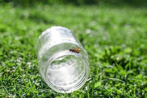 une sauterelle sur une vert herbe Contexte fermer. une sauterelle est assis sur une verre pot . photo