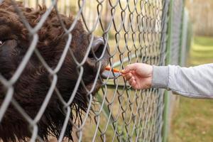 une homme alimente une bison avec une carotte à le zoo photo