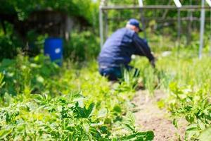 une homme est désherbage des lits. homme dans le jardin photo