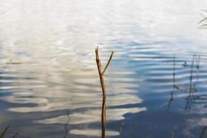 soutien pour pêche tiges photo