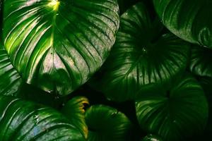 mise au point sélective du fond de feuilles tropicales photo