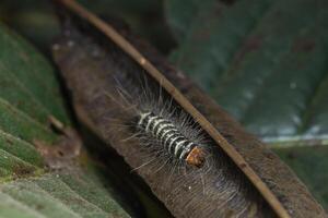 macro chenille nature photo