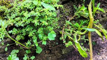 pilea microphylle, angelloweed, katumpangan herbe, pakis moto lele, croissance sauvage sur humide des murs. médicinal les plantes. la nature Contexte. photo