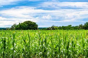 photographie sur le thème grand champ de maïs pour la récolte biologique photo