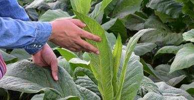 le tabac feuilles et des arbres qualité vérification par propriétaire de le tabac les terres agricoles, doux et sélectif se concentrer. photo