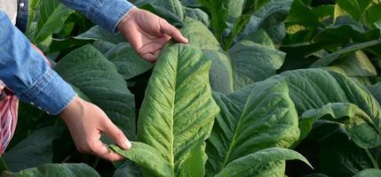 le tabac feuilles et des arbres qualité vérification par propriétaire de le tabac les terres agricoles, doux et sélectif se concentrer. photo