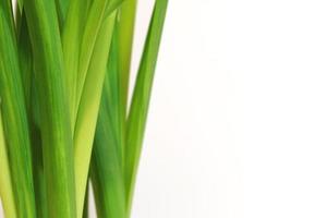 vert Frais jonquille feuilles sur blanc Contexte. verticale plante feuilles. lumière vert herbe. endroit pour votre texte ici. Vide pour affaires carte ou bannière. photo