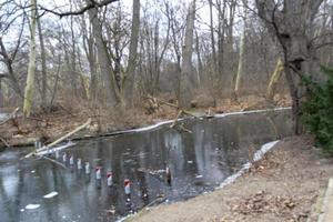 étang dans une parc avec ondulations et reflets photo