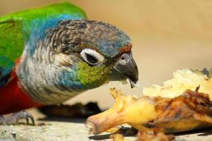 coloré perroquet prendre plaisir en mangeant banane solitaire avec flou Contexte. proche en haut magnifique oiseau, animal faune et alimentation nourriture concept photo