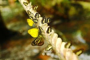beaucoup coloré papillon sur le corde avec cascade Contexte. amathusiidae, groupe de insecte dans la nature et magnifique de animal la vie avec l'eau Contexte. photo