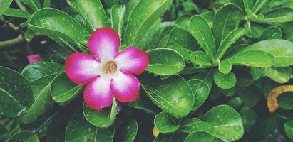 magnifique rose adénium obesum ou désert Rose fleur épanouissement et vert feuilles avec l'eau ou pluie laissez tomber et copie espace après il pleut journée dans ancien Couleur Ton. beauté de la nature et saison changement photo