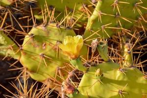 vert cactus plante photo