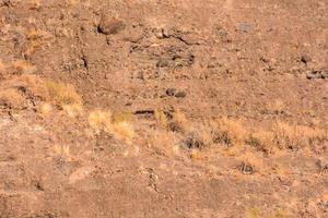 brosse sur le sec paysage photo