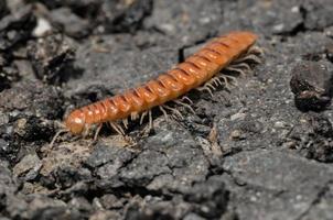 rouge marron Mille-Pattes sur le sol photo