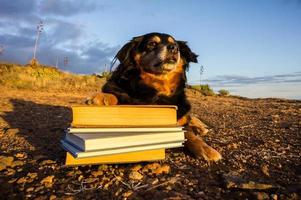 chien avec des livres photo