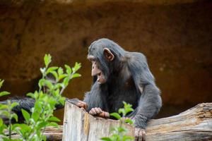 chimpanzé à le zoo photo
