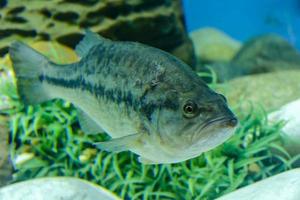 poisson dans l'aquarium photo