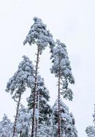 arbres couverts de neige dans la forêt d'hiver photo