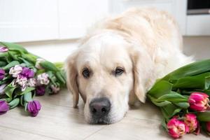 chien d'or cheveux longs Labrador retriever mensonges sur le sol dans le cuisine avec tulipes de différent couleurs photo