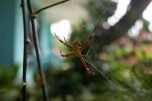 araignée avec araignée la toile dans le jardin photo