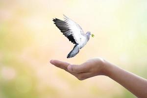 homme prier et gratuit oiseau profiter la nature sur le coucher du soleil arrière-plan, espérer concept photo