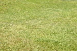 vert herbe Contexte pour séance dans le jardin photo